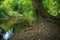 Tree on a riverbank