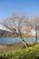 Tree on riverbank in early spring. Traces of cleaning river - piles of silt on bank. Lawn of green grass.