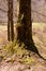 tree in the road to the winter station and spa Poiana Brasov.