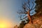 Tree and rock