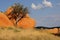 Tree and rock, Namibia