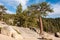 Tree on a rock Taft Point in Yosemite National Park, California, USA