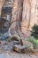 Tree and rocks Monument Valley Arizona