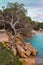 Tree and Rocks in port des torrent