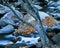 Tree And Rocky Stream