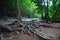 Tree root appalachian, branch, waterfall