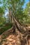 Tree root with clear blue sky, Ta Prohm temple ruins, Angkor, Ca