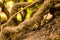 Tree root covered with moss old winding liana close-up blurred forest background natural texture