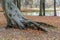 Tree root and dry fallen leaves