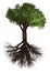 Tree and root. Green Forrest tree background. 3D Illustration. White background isolate.