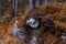 Tree root in natural forest