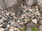 Tree root trunk oak rocks wild edge roots grass stones green stone backyard rock earth overhead nature background scene