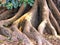 Tree Roots