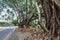 Tree roots above the soil, Kauai, Hawaii