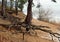 Tree roots along sandy coastline Lithuania