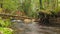 Tree roots cling to an eroding river bank near a fallen tree