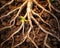 Tree roots are close up underground.
