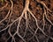 Tree roots are close up underground.