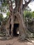 Tree roots engulfing ancient ruins at Angkor