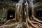 Tree roots envelop Ta Prohm temple Angkor
