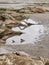 Tree roots exposed on sandy ocean beach