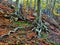 Tree roots in a forest in Matagalls mountains of the Montseny Massif, Catalonia, Spain