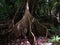 Tree roots in French Guyana rainforest.