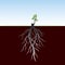 Tree Roots and germinate limb. Roots of plants. Vector Illustration