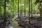 Tree roots and green forest,Landscape rain forest National Park