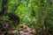 Tree roots and green forest, Landscape rain forest National Park in Thailand