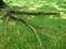 Tree roots on green grass ground