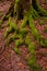 Tree and roots with green moss in vertical format