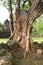 Tree roots grow over Stone castle