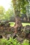 Tree roots grow over Stone castle