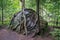 Tree roots growing over a rock