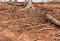 Tree roots growing in a tangle on top of the dry ground, spreading out