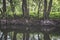 Tree roots hanging over the water