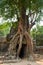 Tree roots hugging the Khmer building. Ta Som Prasat Ta Saom, part of Khmer Angkor temple complex.