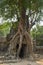 Tree roots hugging the Khmer building. Ta Som Prasat Ta Saom, part of Khmer Angkor temple complex.