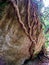 Tree Roots in Italy