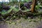 Tree roots at lake furnas,azores