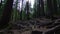 Tree Roots in a Magic Pine Forest