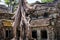 Tree roots over the beautiful Ta Prohm temple at Angkor, Siem Re