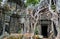 Tree roots over the beautiful Ta Prohm temple at Angkor, Siem Re