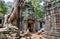 Tree roots over the beautiful Ta Prohm temple at Angkor, Siem Re