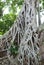 Tree roots over the Ta Prohm