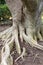 Tree roots, plane tree trunk