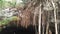 Tree roots in sacred cenote rivera maya