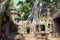 Tree roots at ta prohm temple angkor wat siem reap cambodia. no tourists - covid-19