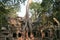 Tree roots in Ta-Prohm temple, Cambodja